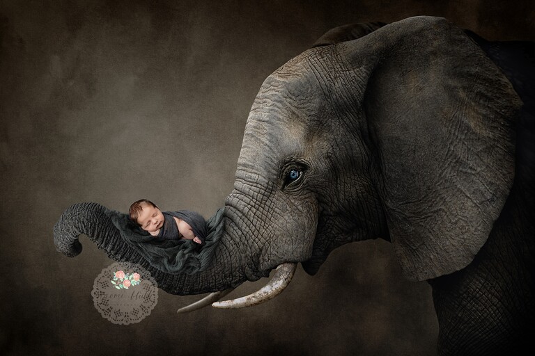 newborn baby on an elephant photo